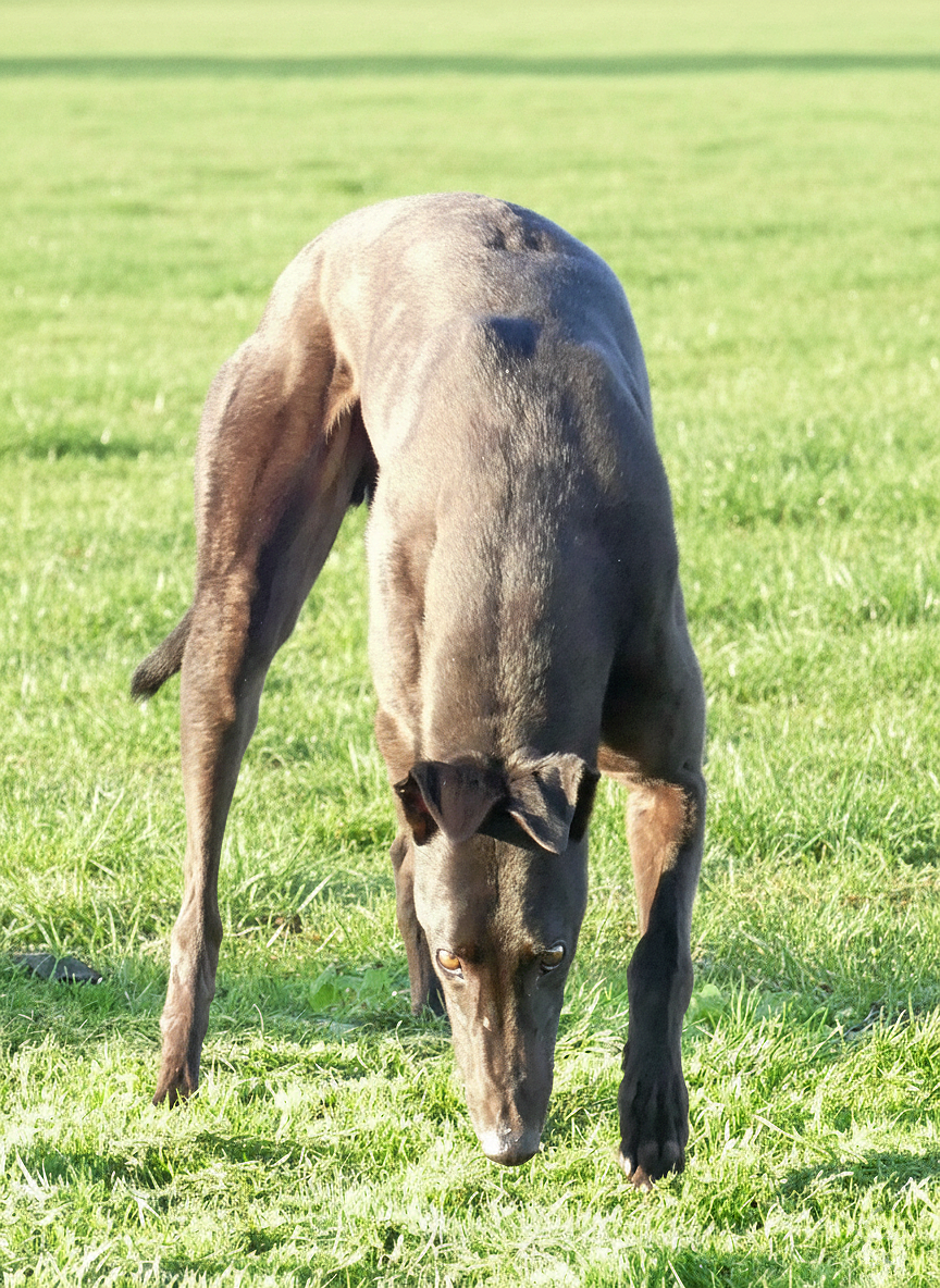 A brown dog with a sleek coat, standing on a lush green grass field, looking down.