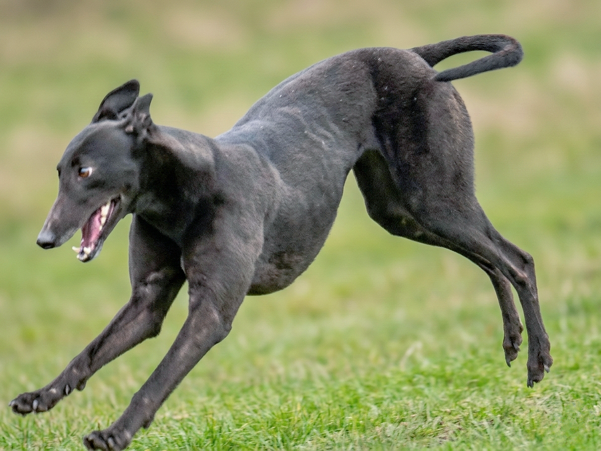 Black dog running on grass with mouth open.