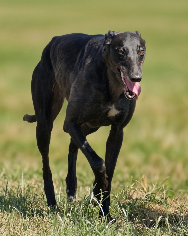 A black Greyhound running on grass with its tongue out.