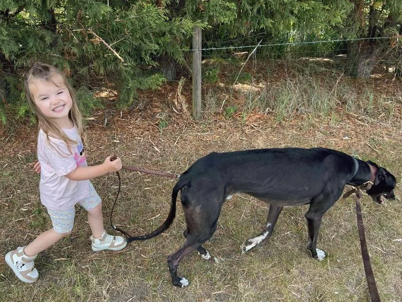 Young girl smiling and walking a black dog on a leash outdoors near trees and a fence.