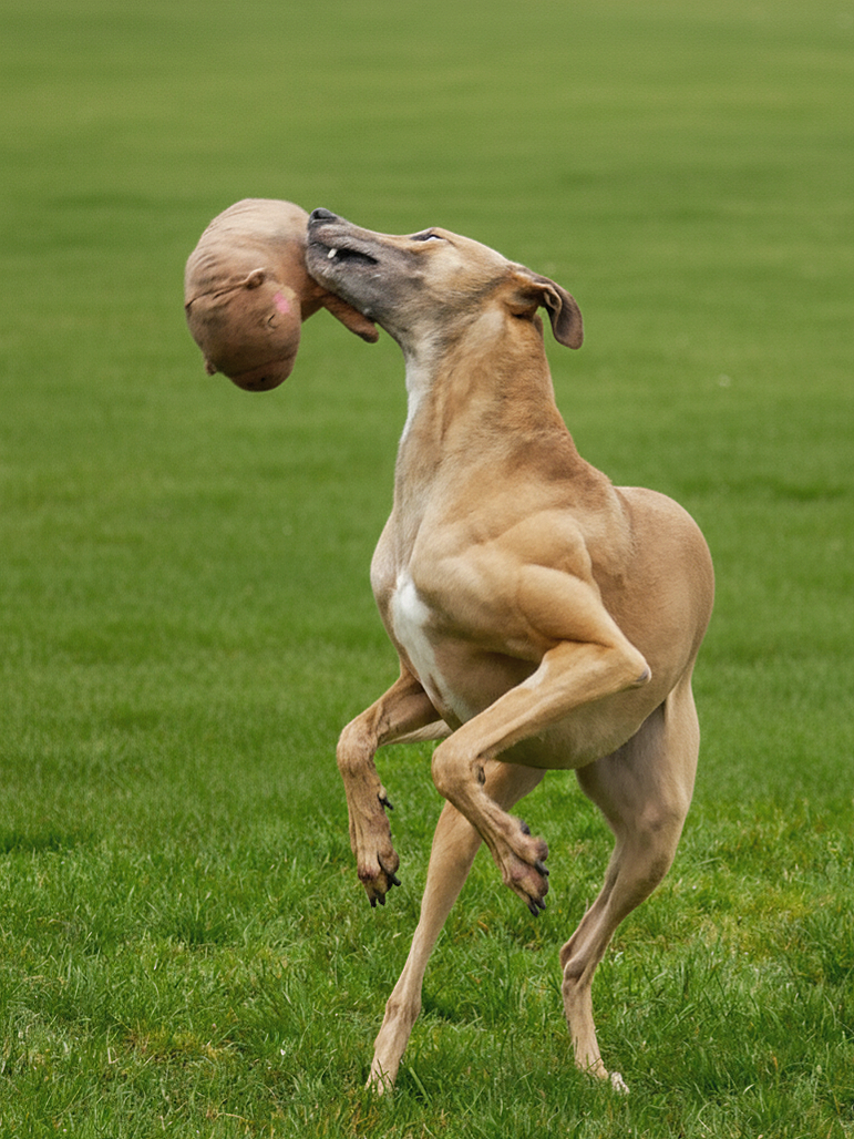 A dog jumping in the air and catching a brown ball in its mouth on a grassy field.