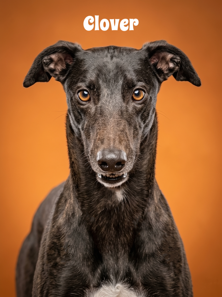 A brindle-colored dog with amber eyes looking at the camera against an orange background, with the word 'clover' written above its head.