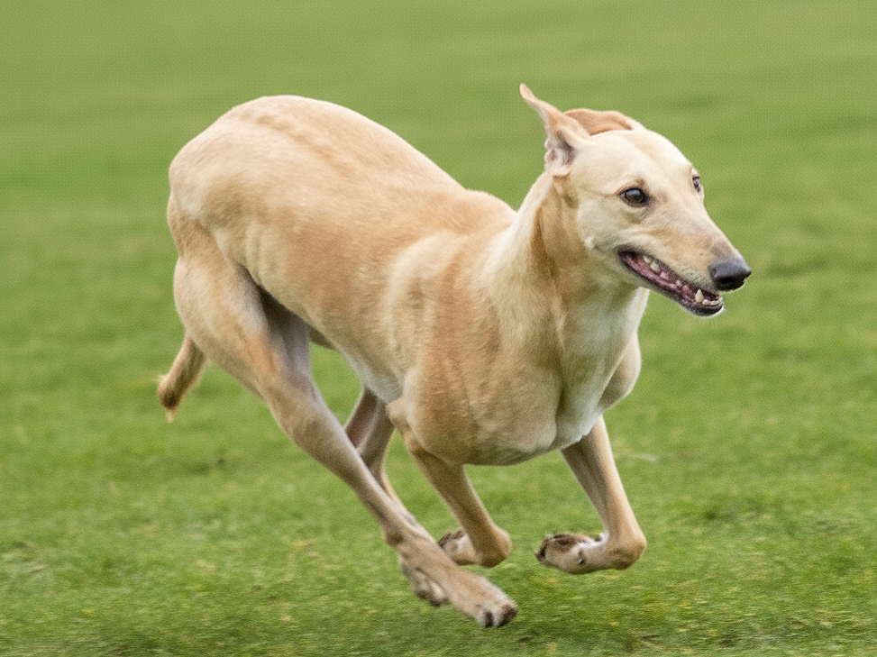 A light tan Greyhound dog running on a grassy field with a focused expression.