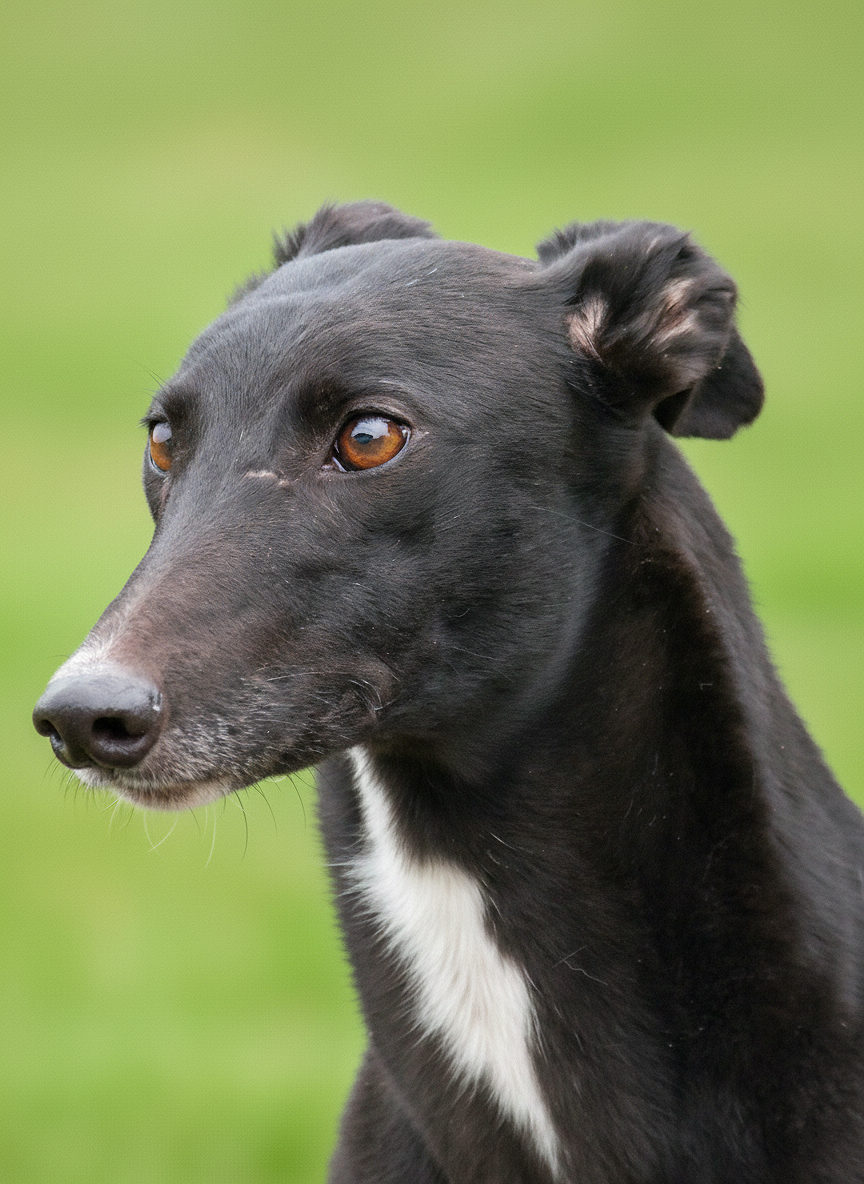 Close-up of a black dog with brown eyes and a white patch on its chest, outdoors with a green background.