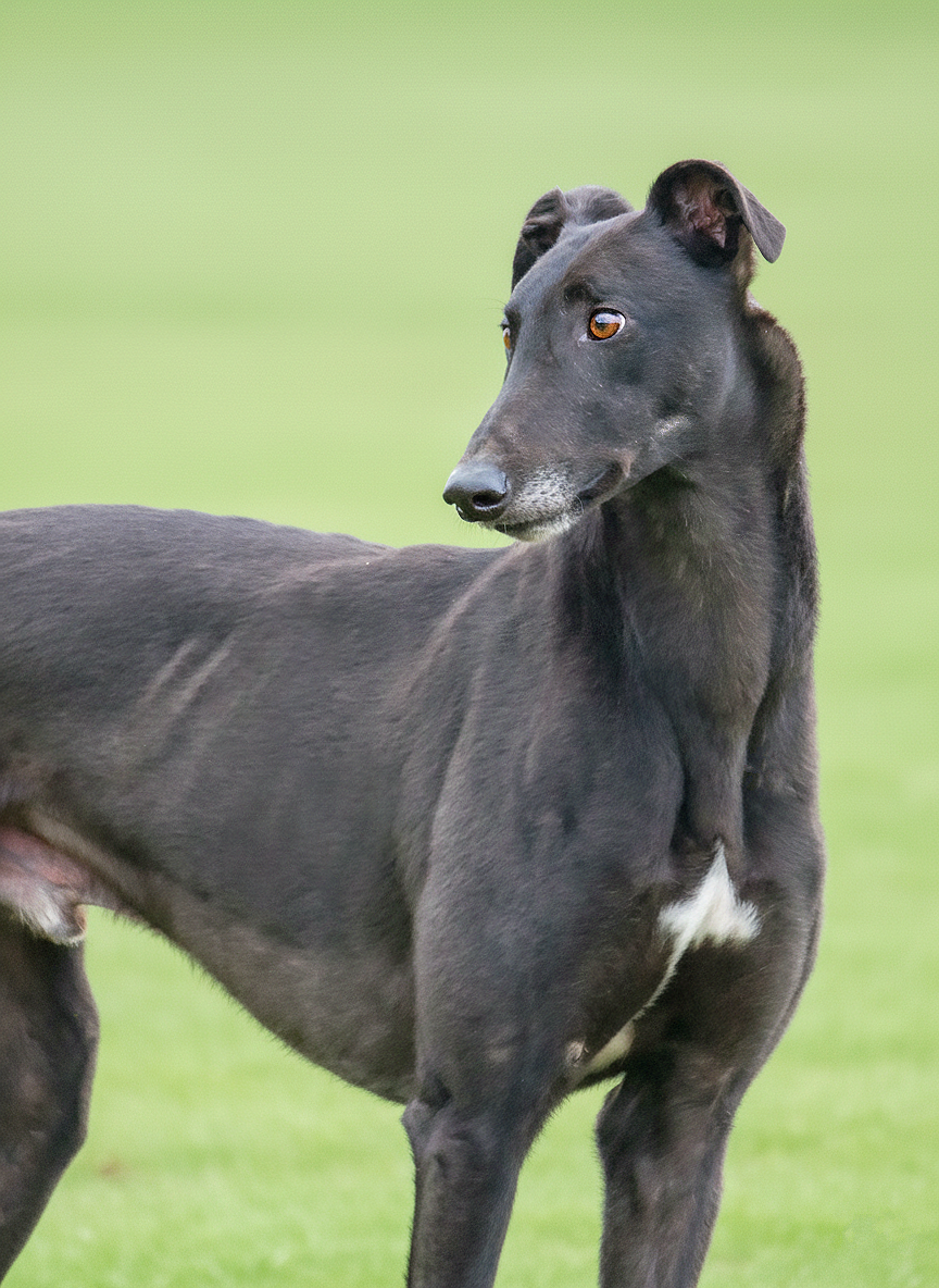 A black Greyhound dog standing outdoors on green grass, looking to the right.