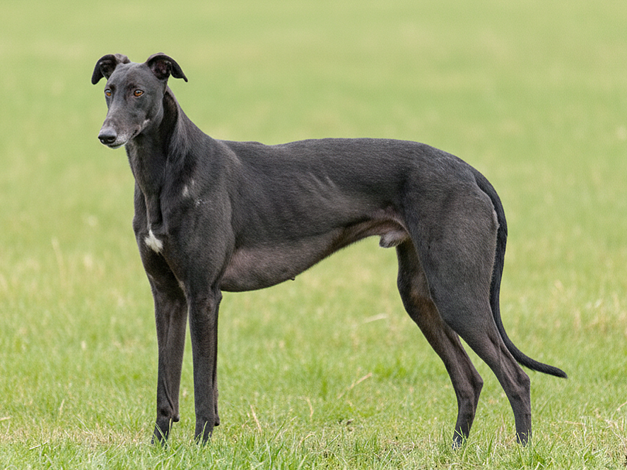Black Greyhound standing on green grass field.