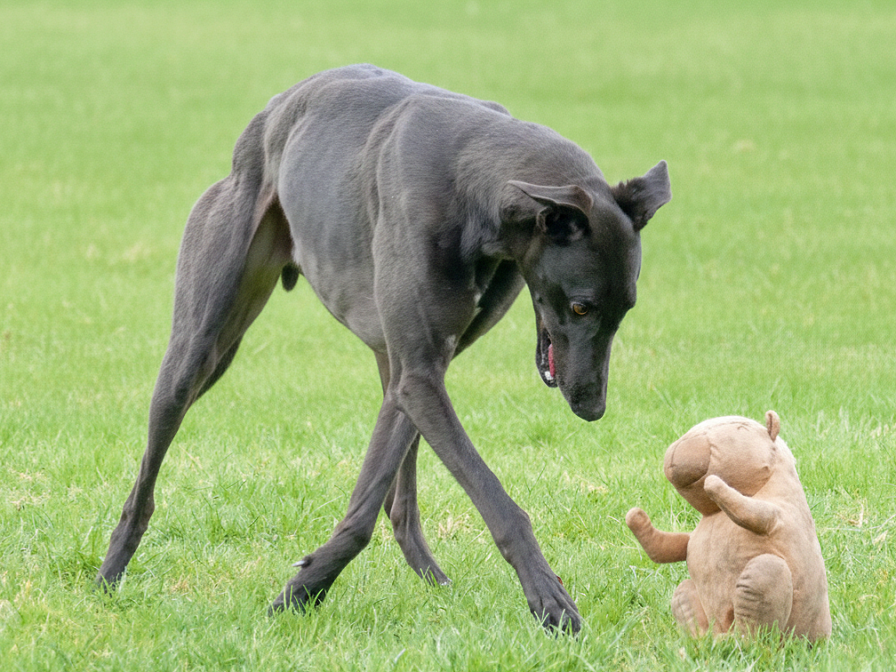 A black dog on grass looking at a beige stuffed teddy bear robot