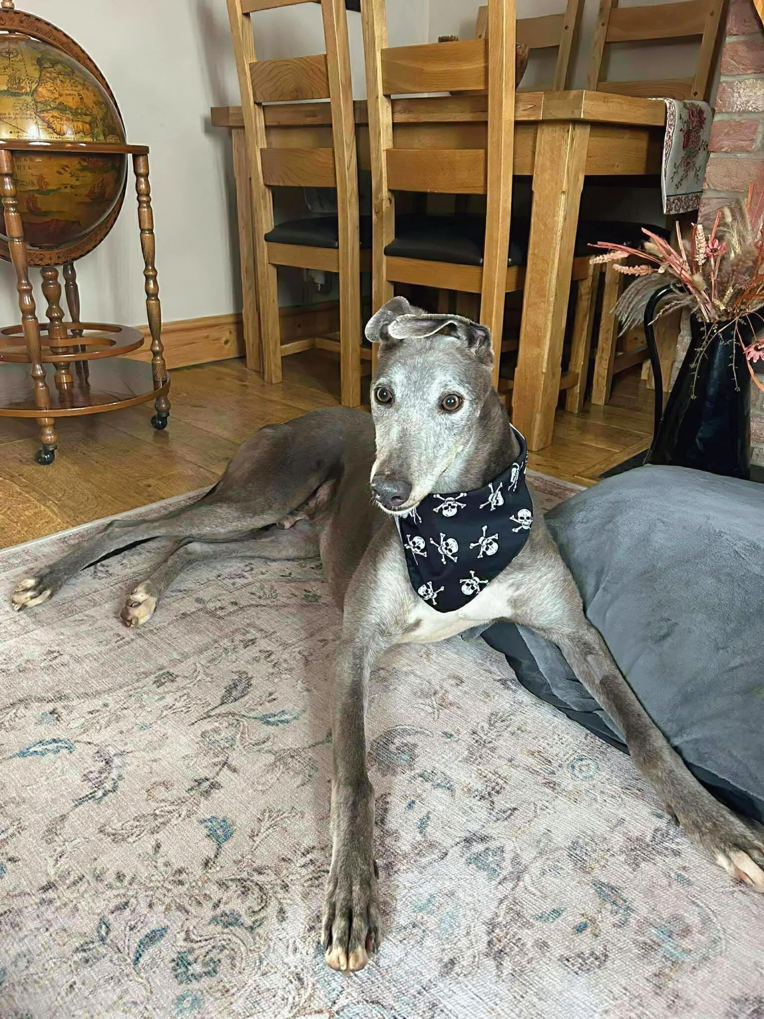 A greyhound dog with a black bandana featuring skull and crossbones motif, lying on a patterned rug in a living room, with a wooden dining table and chairs, a globe on a stand, a brick wall, and a floral arrangement in a black vase in the background.