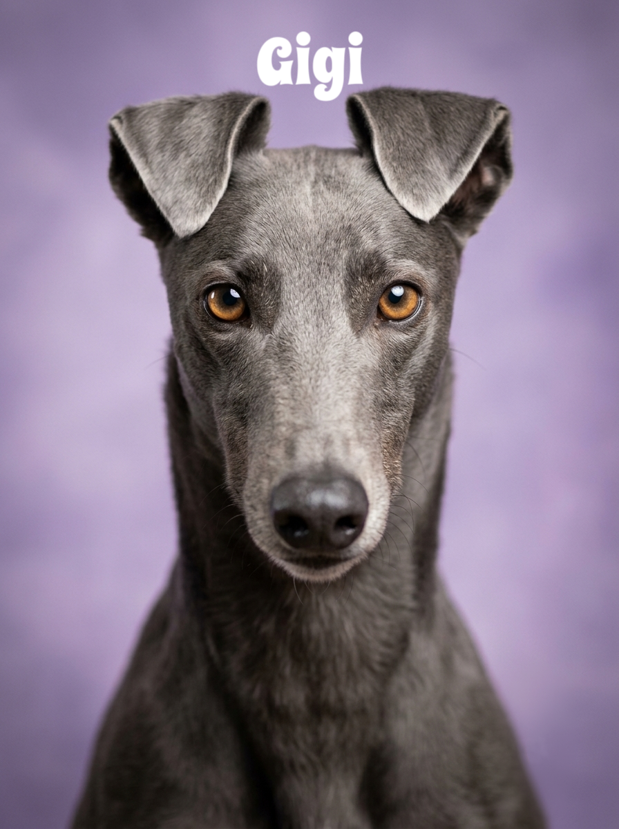 Close-up portrait of a gray dog with amber eyes and floppy ears against a purple background, with the name "Gigi" written above.