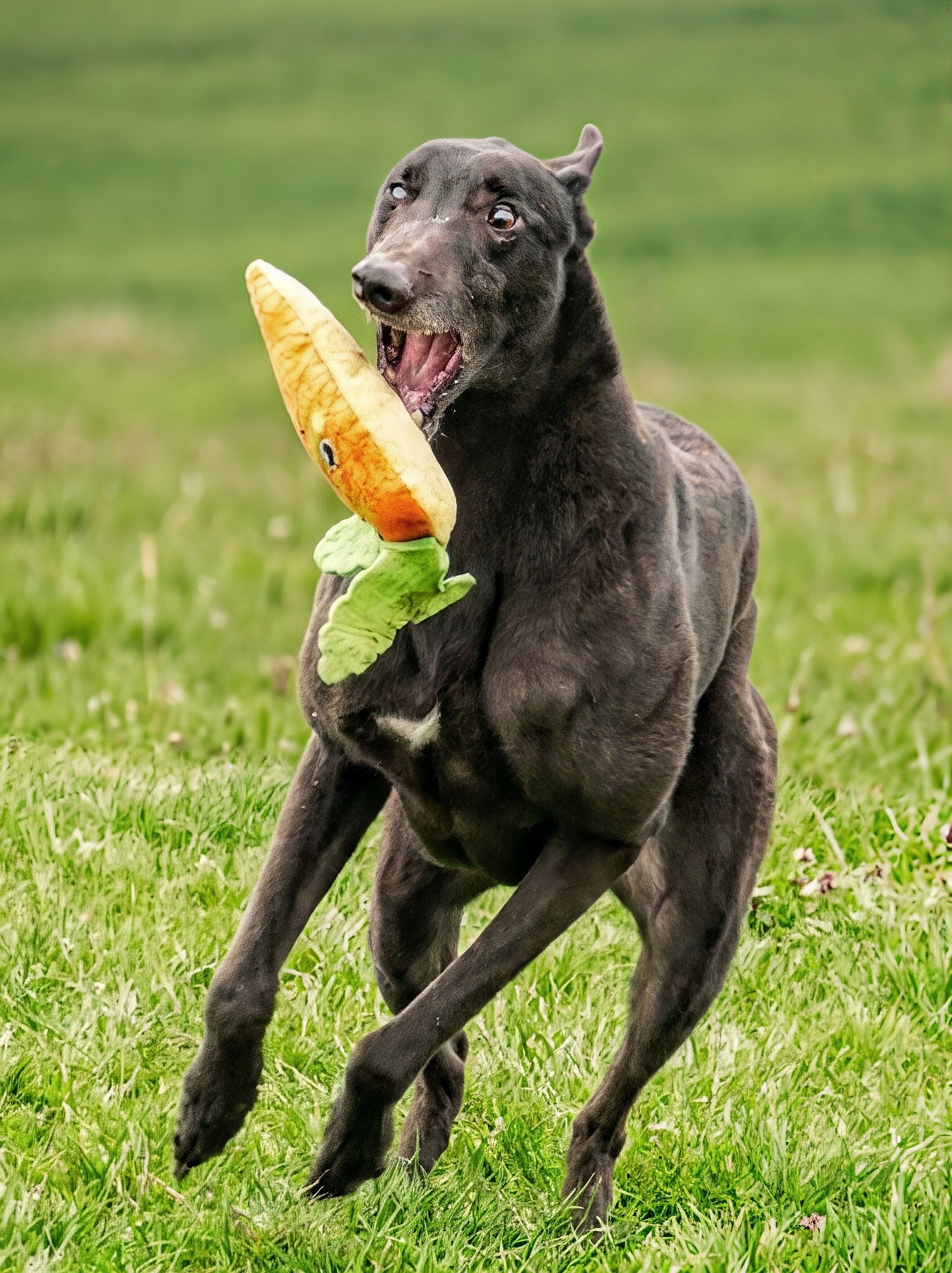 A black dog running on grass holding a plush toy shaped like a sausage with a face, resembling a hot dog, in its mouth.