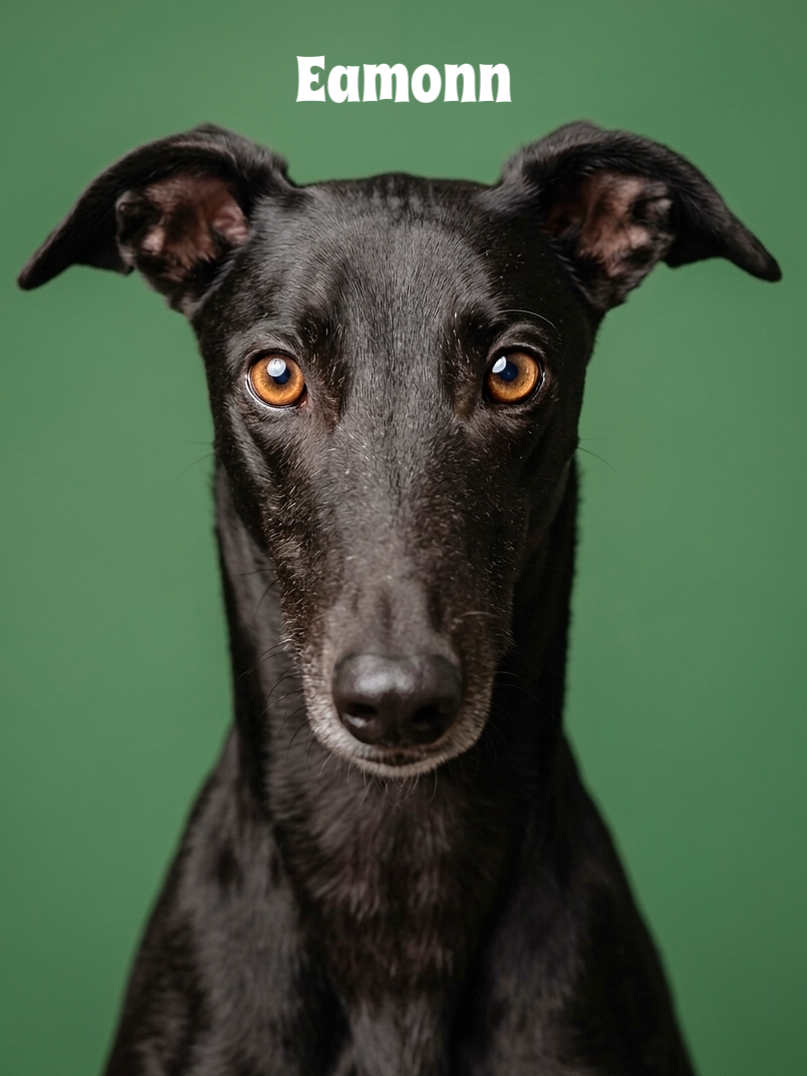 Close-up portrait of a black dog with orange eyes and upright ears, against a green background.