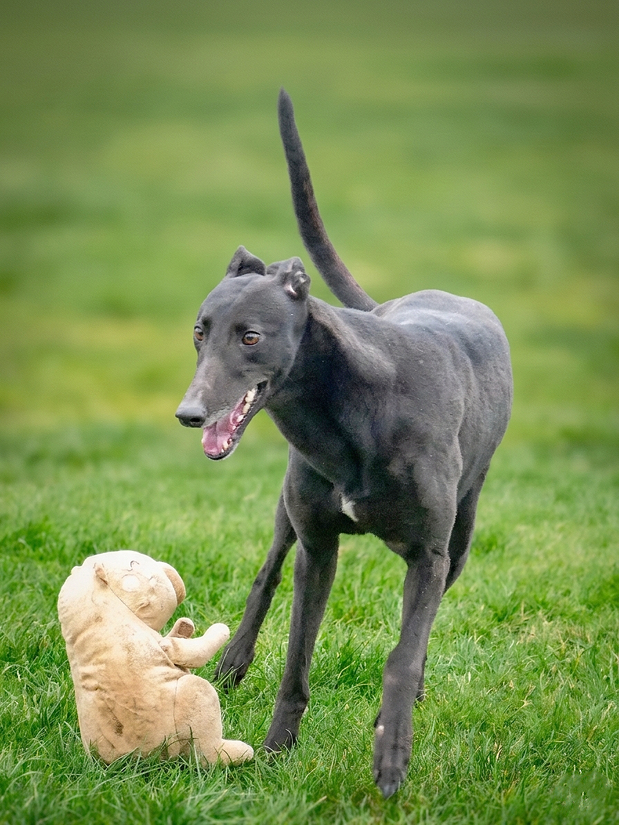 Black dog playing outdoors on green grass, with a beige teddy bear sitting on the grass nearby.