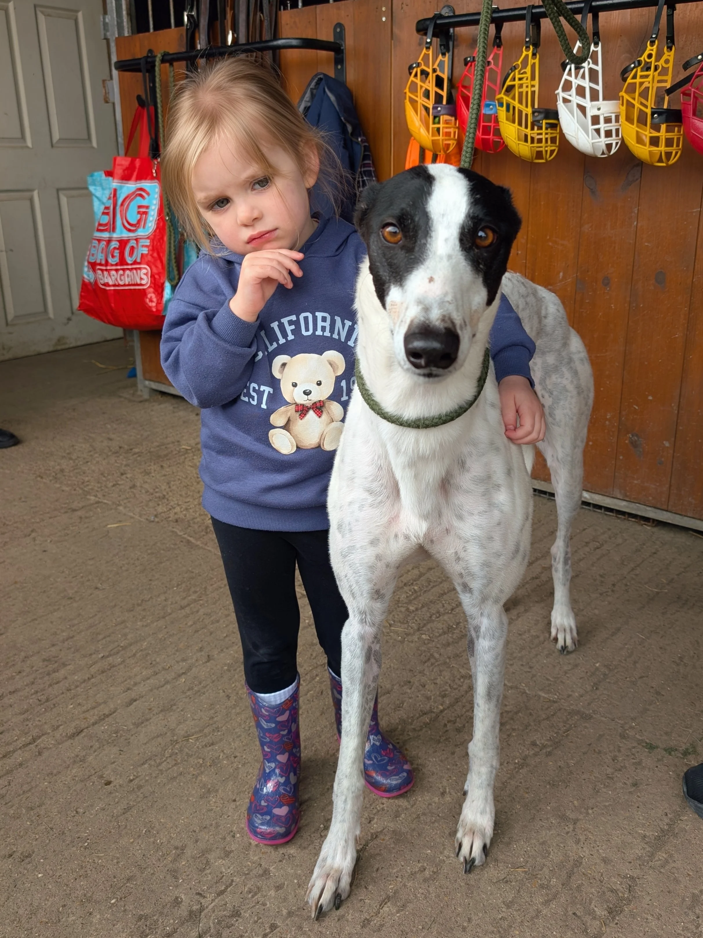 A young girl with blonde hair and pigtails standing next to a black and white dog in a barn or garage. The girl is wearing a blue hoodie with a teddy bear on it and colorful rain boots, and she appears to be observing the dog. The dog is a large bree