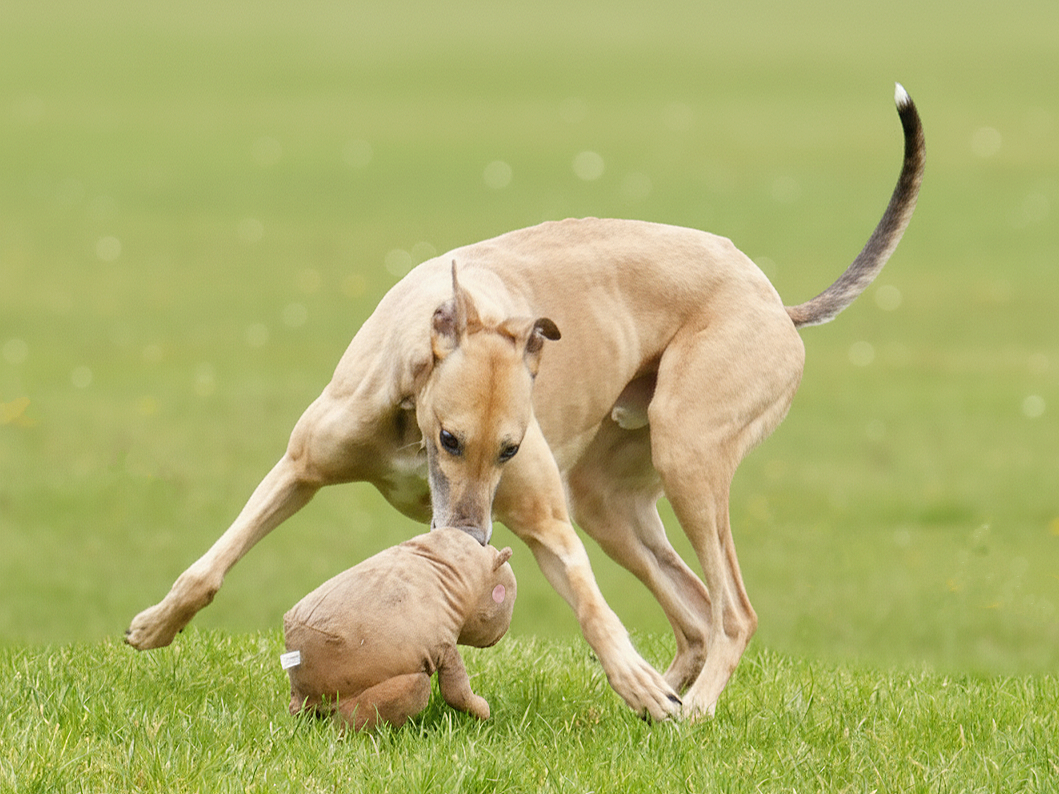 A playful tan dog playing with a stuffed animal on a grassy field.