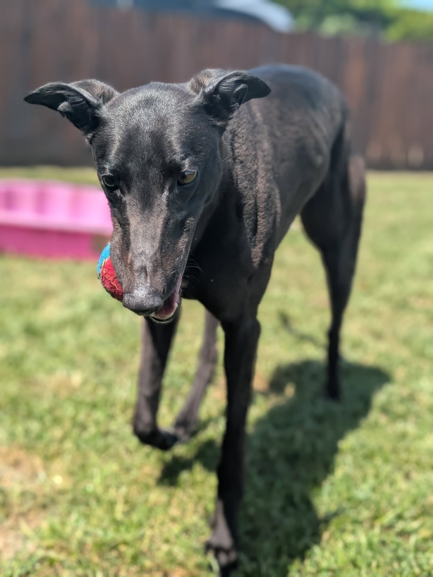 A black greyhound dog walking on grass outdoors with a blue and red ball in its mouth.
