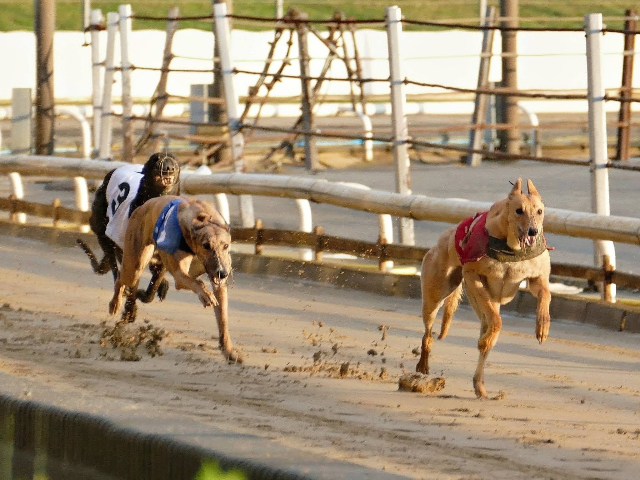 A horse race with three galloping horses on a dirt track, each wearing riding gear in blue, white, and red, with a wooden fence and green grass in the background.