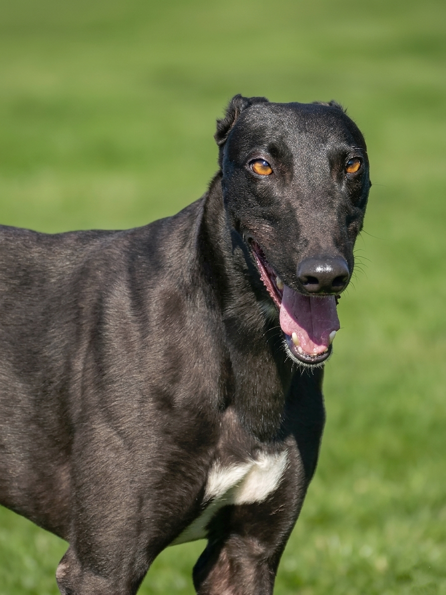 A black dog with a white patch on its chest, standing on green grass, with its mouth open and tongue out.