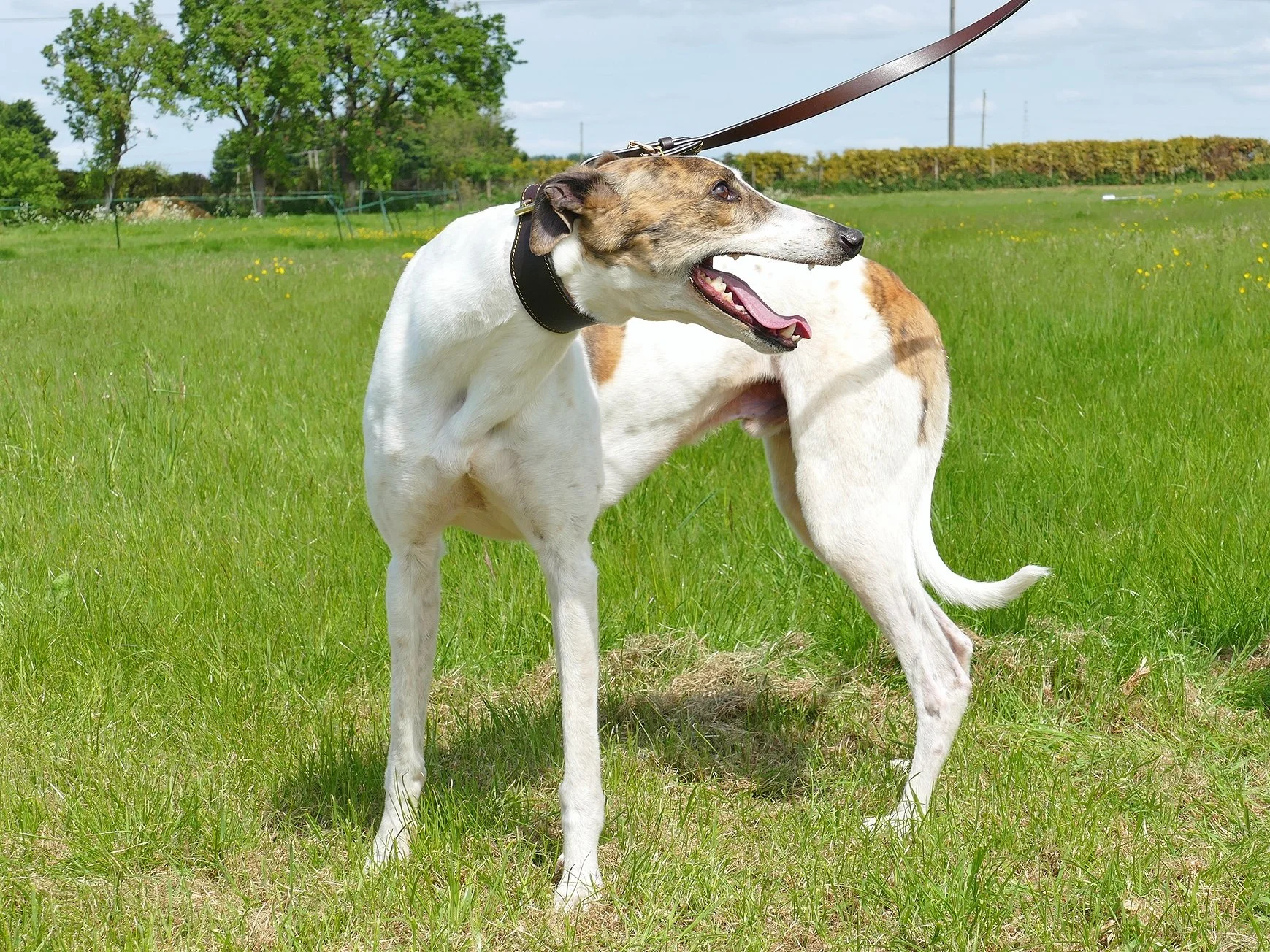 A white and brown dog on a grassy field during daytime, with trees and a blue sky in the background.