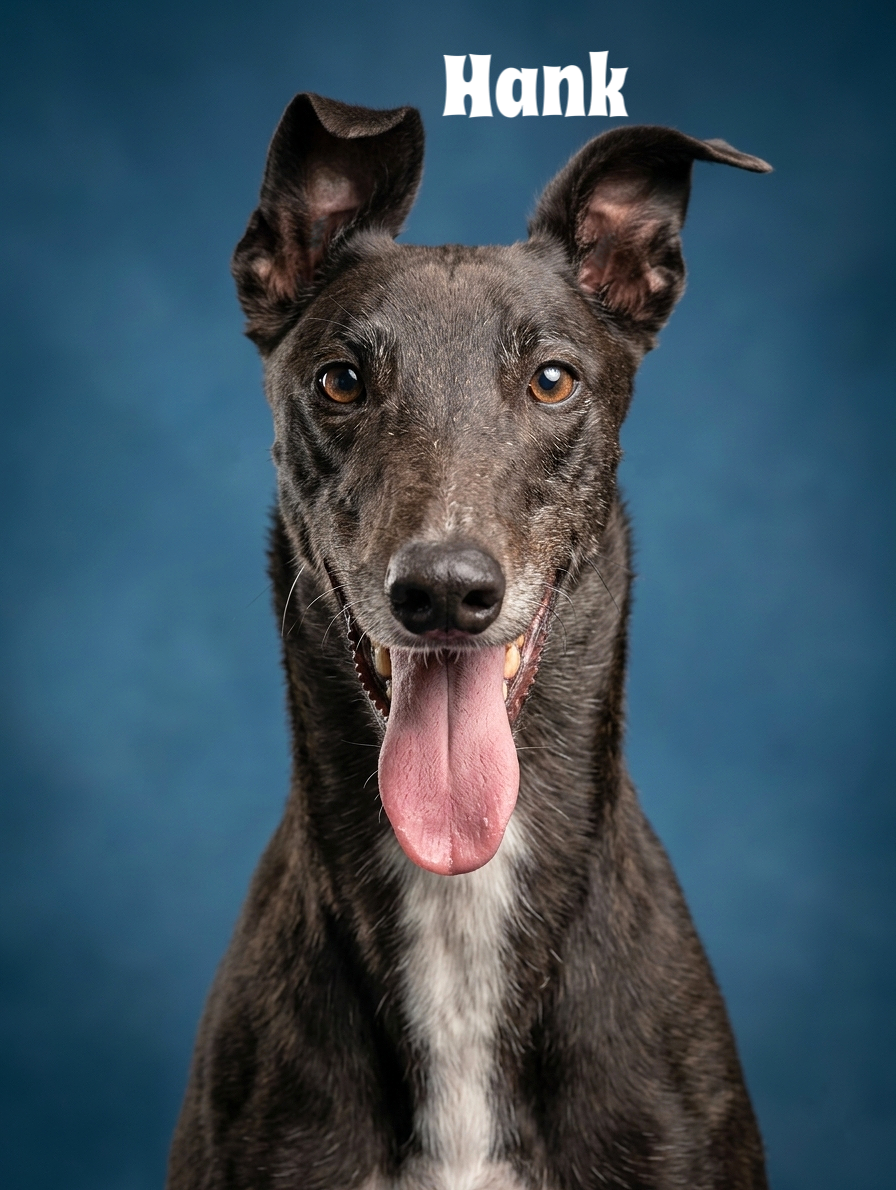 A black dog with one floppy ear and one standing ear, tongue hanging out, against a blue background, with the name 'Hank' written above its head.