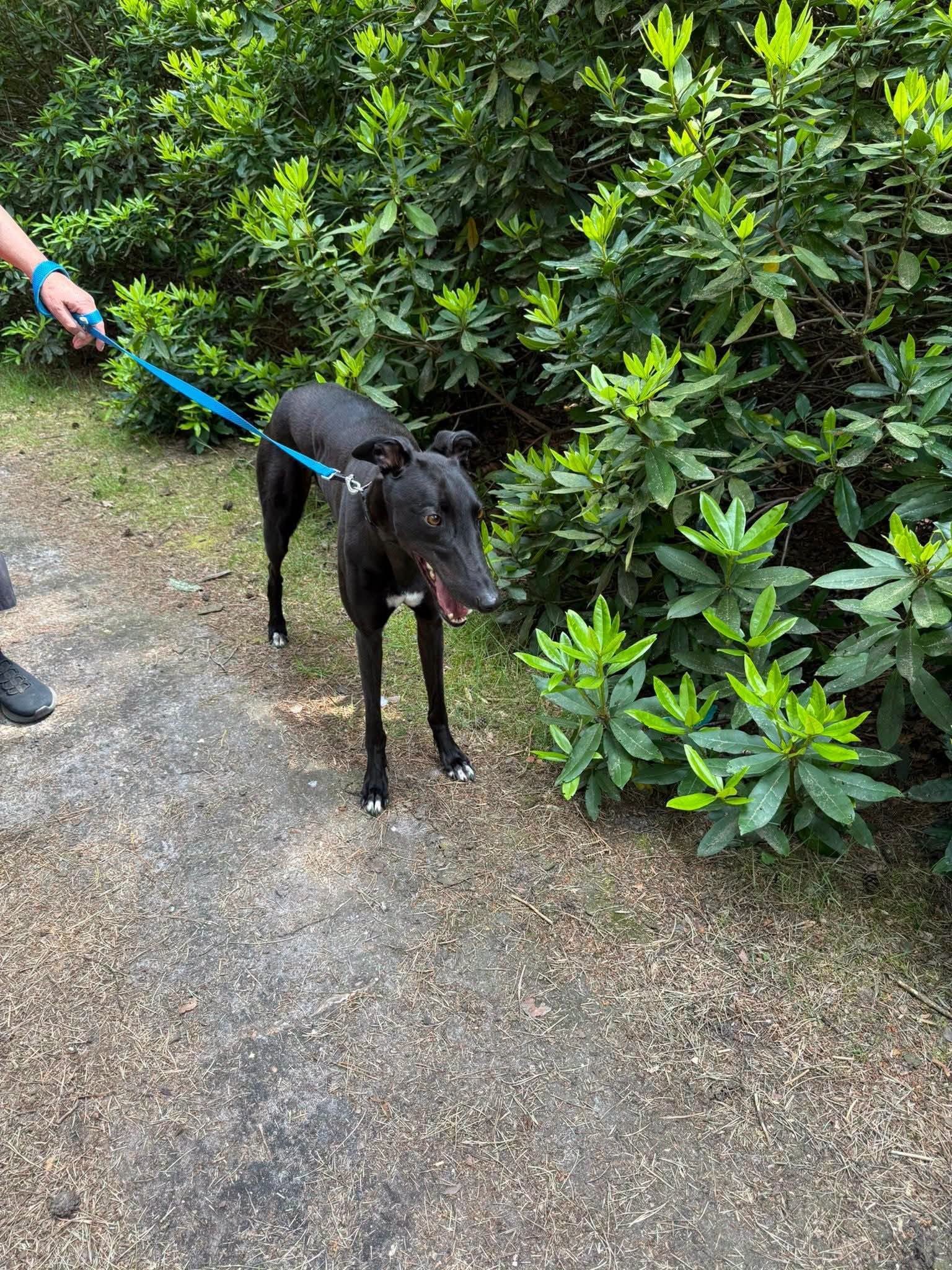 A black greyhound dog on a leash being walked on a dirt path next to green bushes.