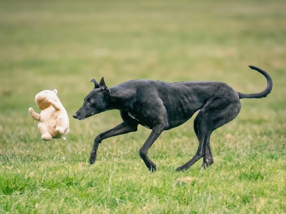 A black dog chasing a beige plush teddy bear in a grassy field.