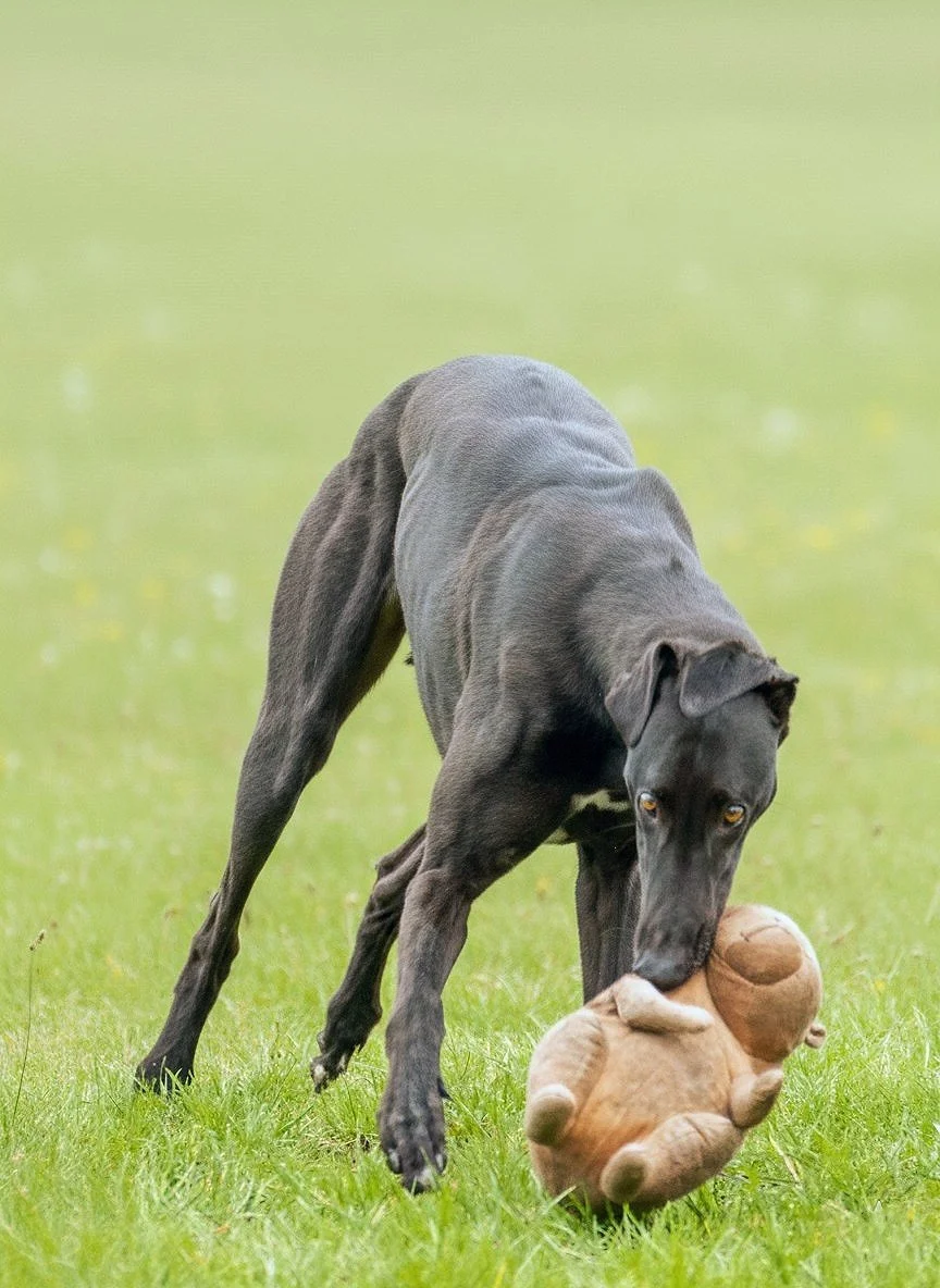 A black dog playing fetch with a teddy bear on green grass in a park.