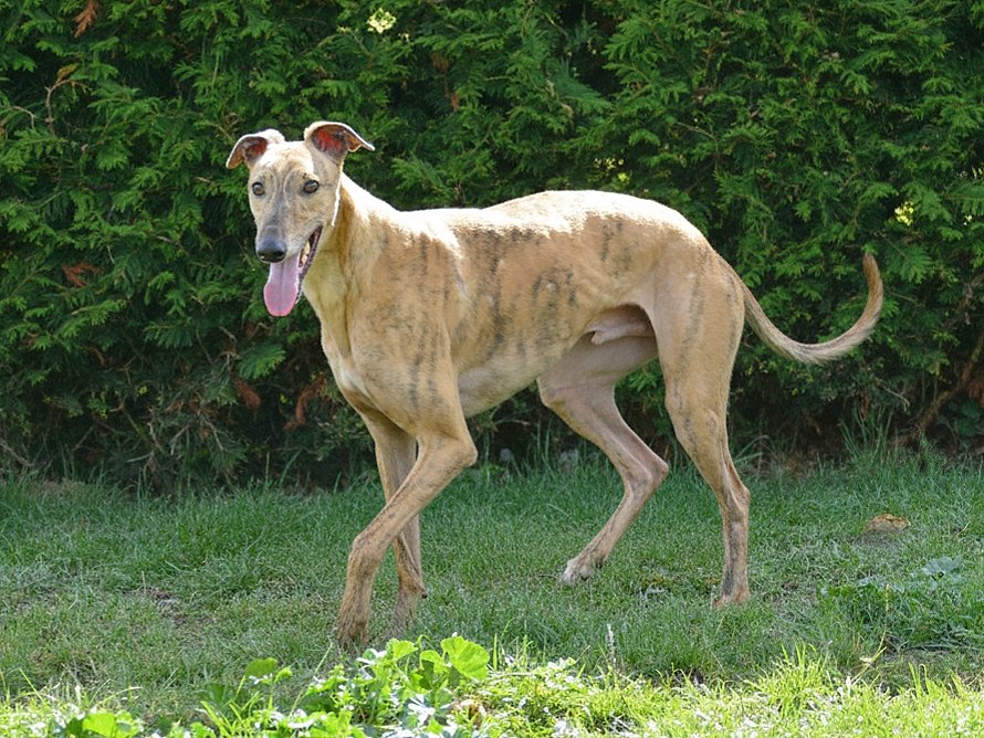 A dog with a slender body, long legs, and a coat that resembles a brindle pattern, standing on grass in front of green bushes.