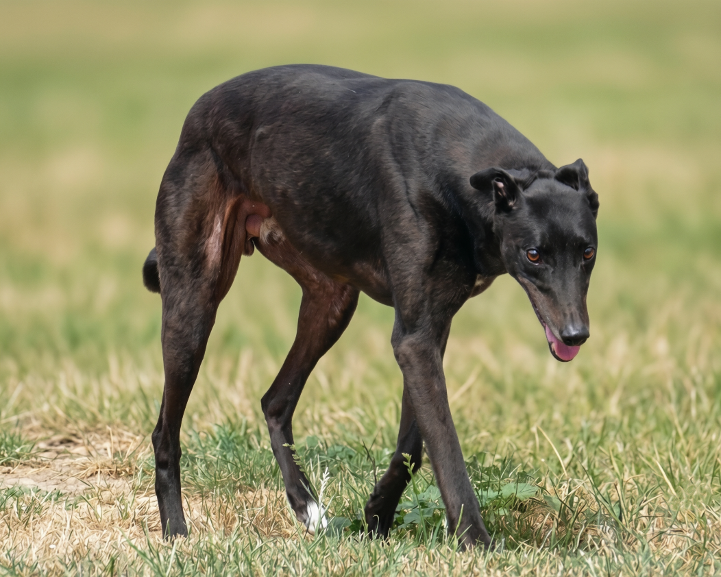 A black dog walking on grass in an open field.