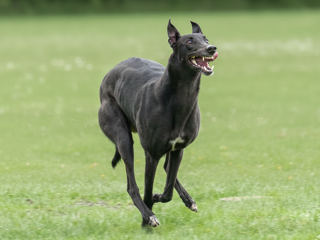 A black dog with a slender build running on grass with an excited expression.
