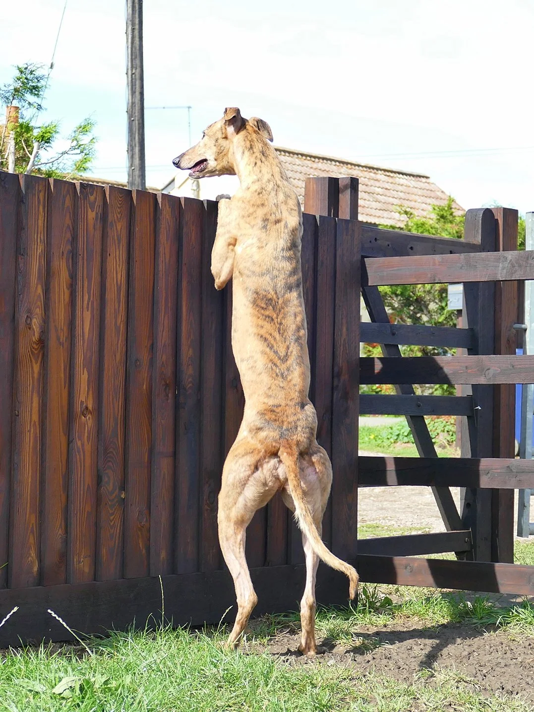 A dog standing on its hind legs, leaning against a wooden fence, looking over it.