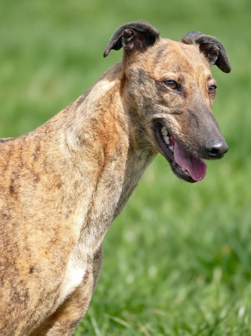 A brindle-coated dog with floppy ears standing in a grassy field, looking to the side with its tongue out.