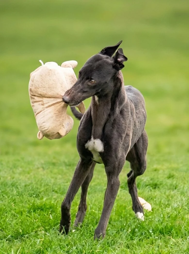 A dog holding a plush toy in its mouth while standing on grass.