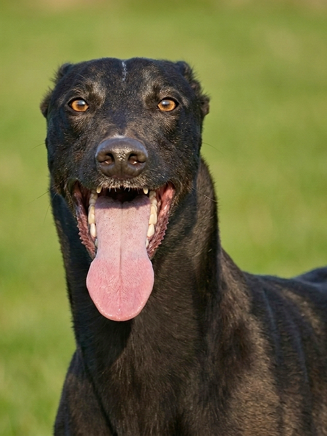 Black dog with brown eyes and tongue hanging out on a grassy field