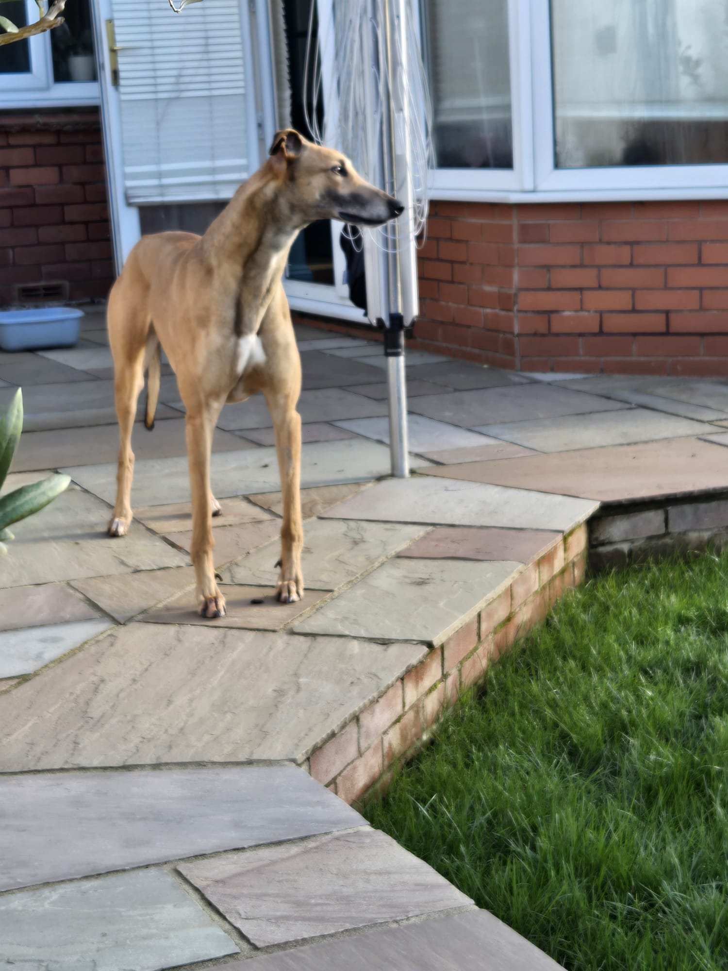 Marley (Kilgarran Lemon)