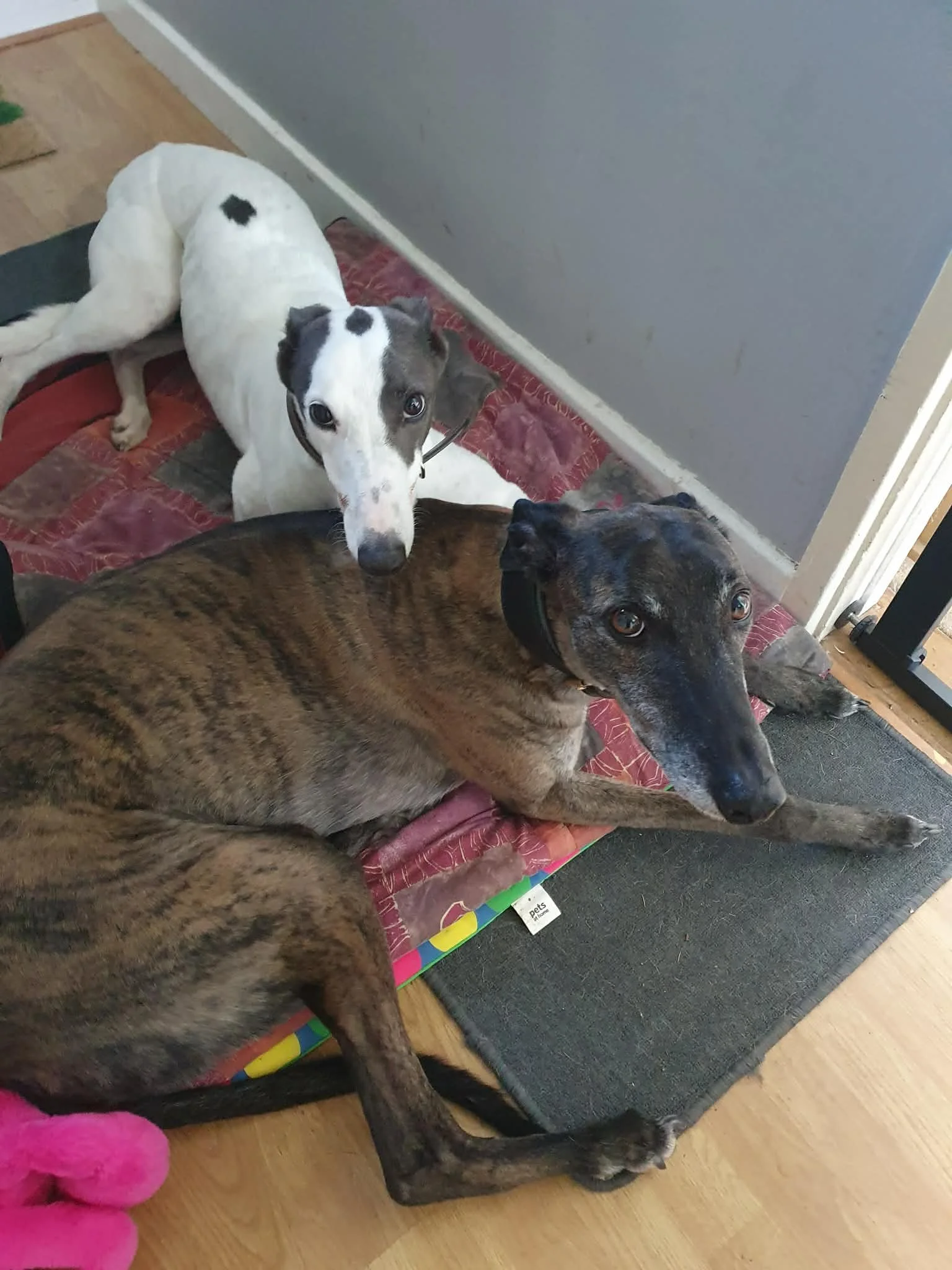 Rosie (Curtain Twitcher) & Buzz (Buzz)