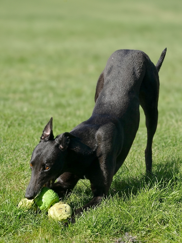 Black dog playing with green and yellow rubber balls on grassy field.