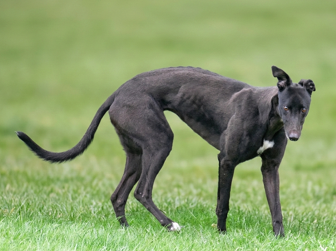 A black greyhound dog with a white patch on its chest standing on green grass.