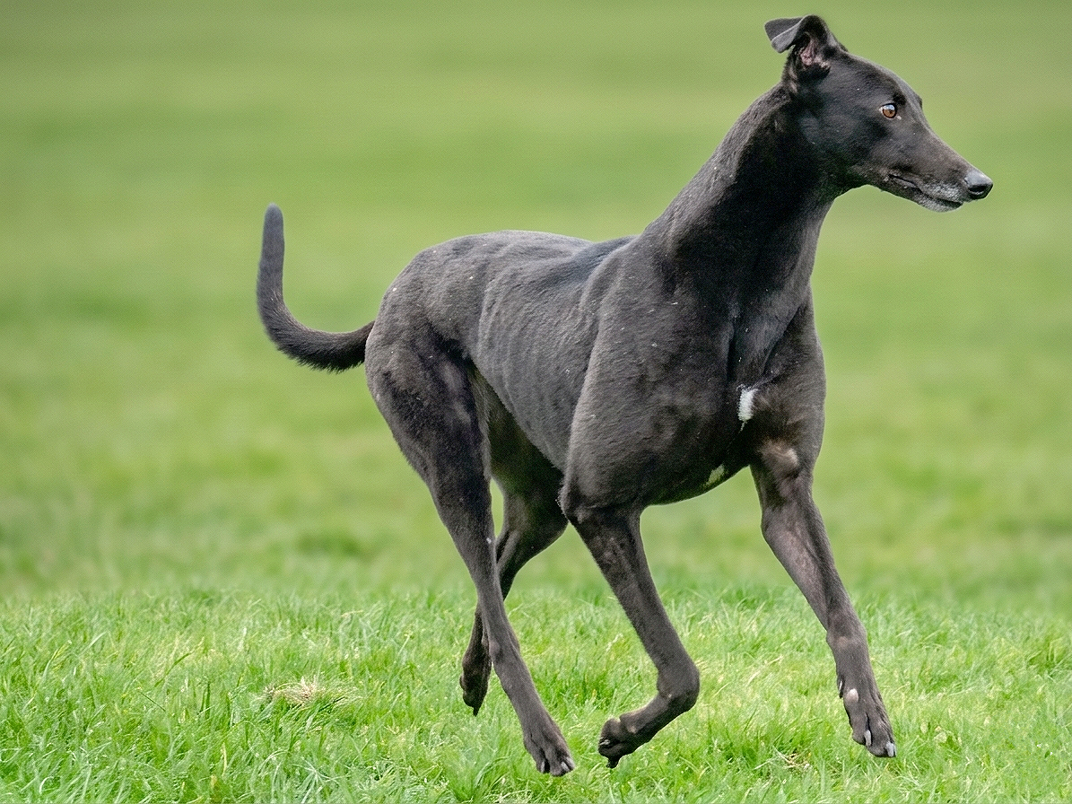 A black dog, possibly a greyhound, running on green grass.