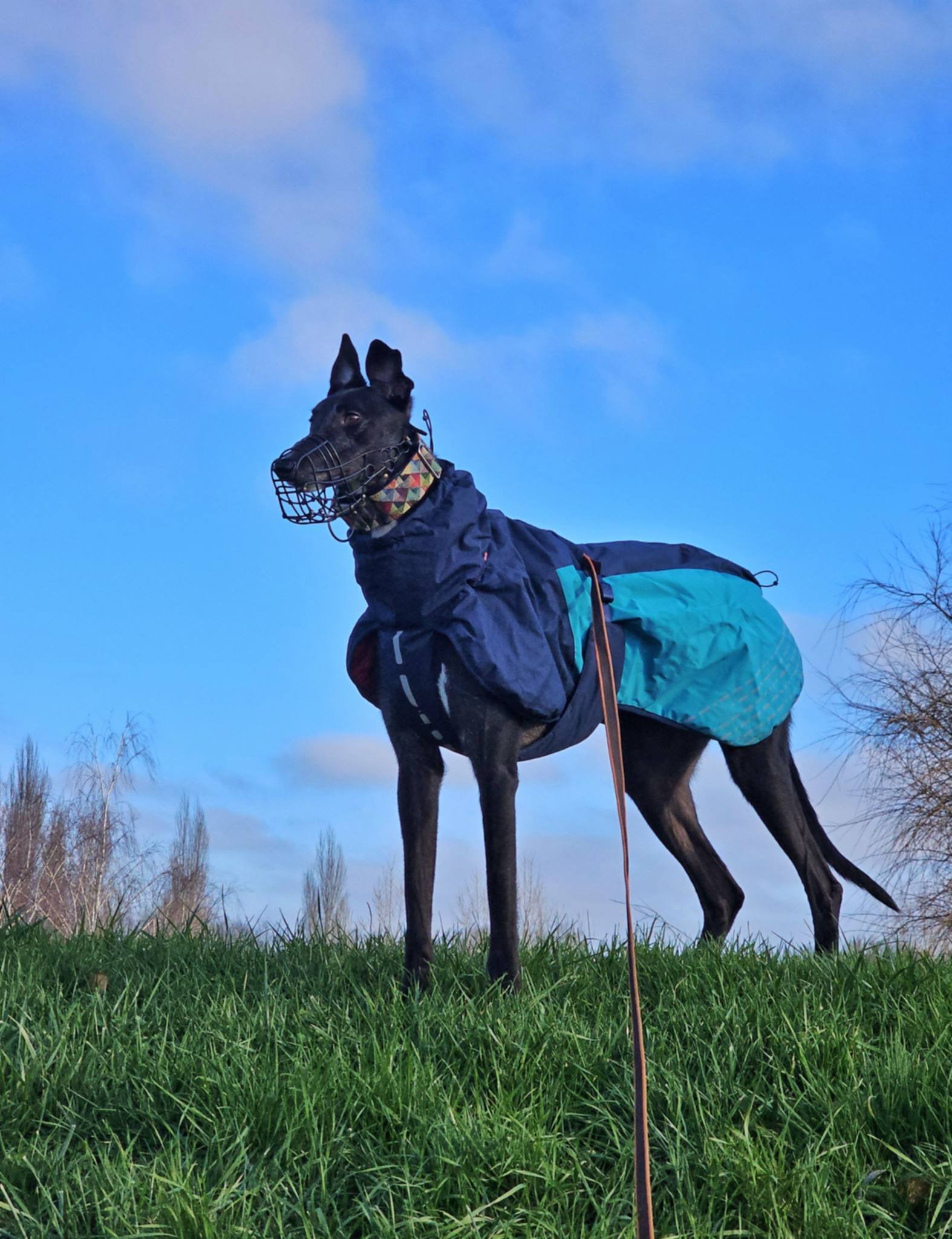 Faroe (Harlequin Faroe)