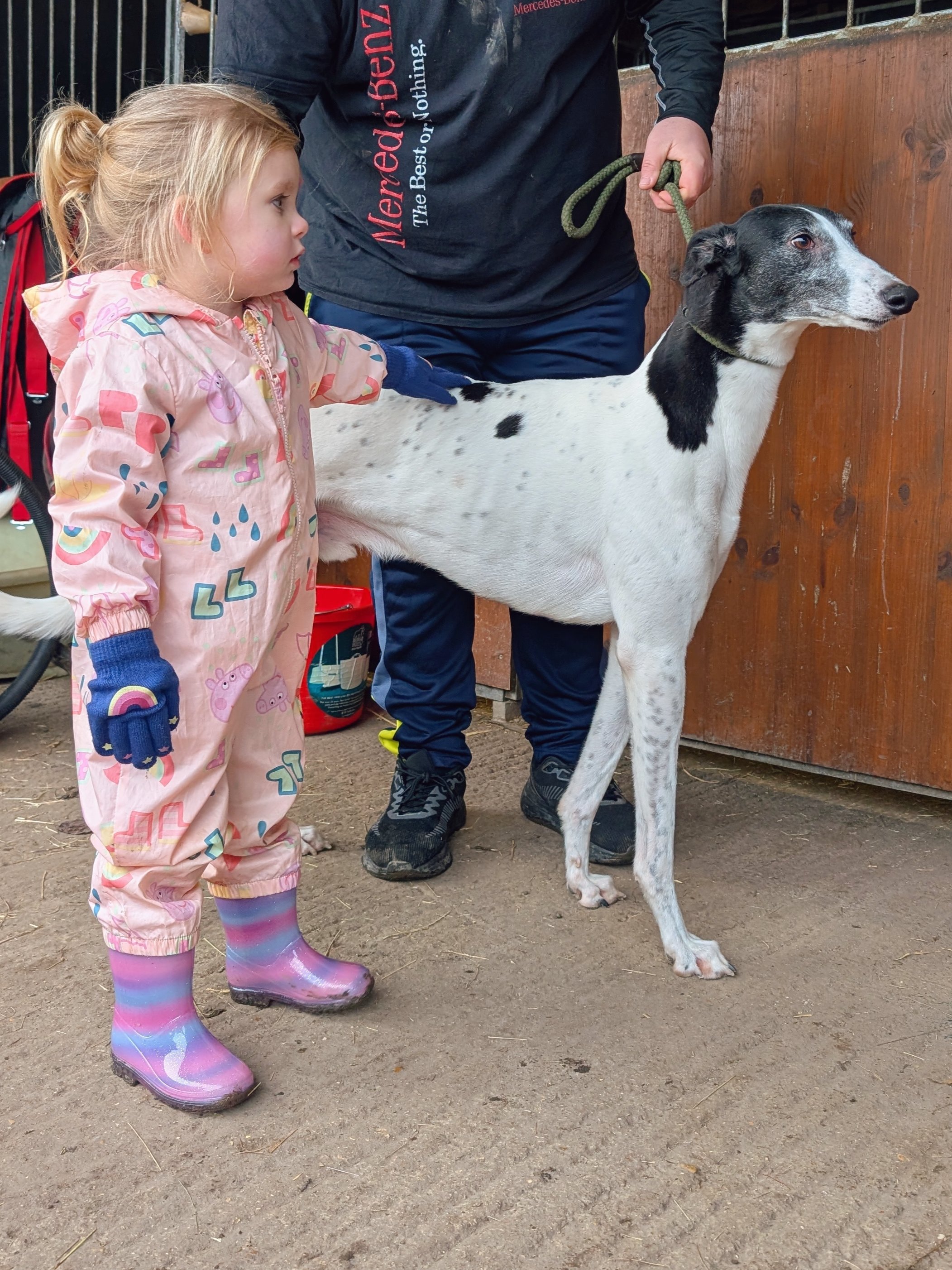 A young girl in a pink raincoat with colorful designs and rainbow rain boots, gently touching a large black-and-white greyhound dog while an adult holds the dog on a leash in a barn or stable.