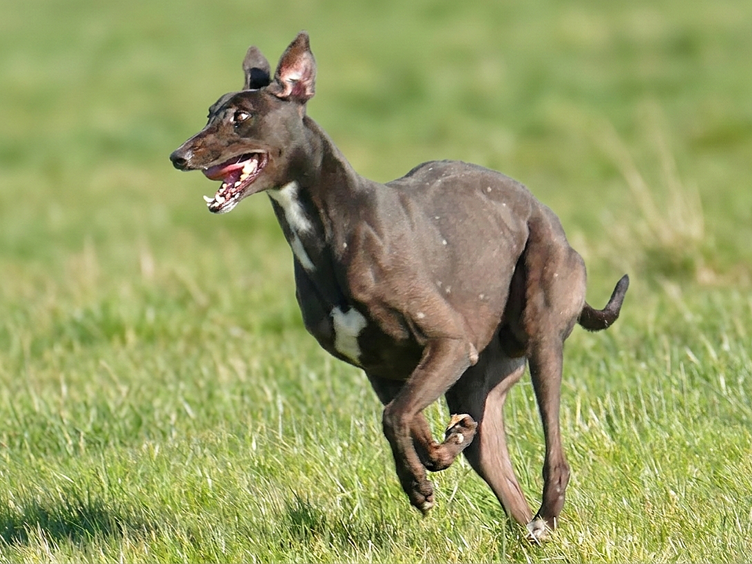 A small dark brown dog with a white patch on its chest running on grass with a blurred green background.