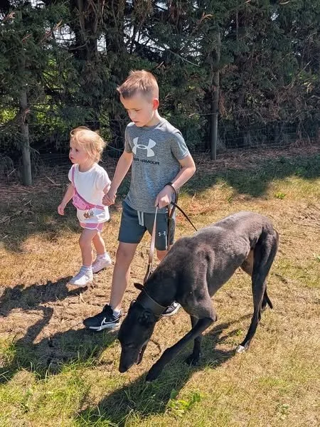 A young boy and a girl walking a black dog on a leash outdoors on a sunny day.