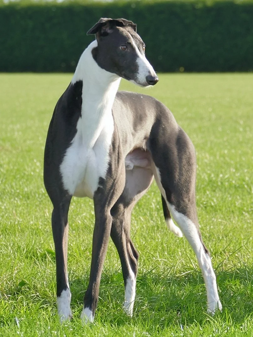 A young greyhound dog standing on a grassy field with a green hedge in the background.