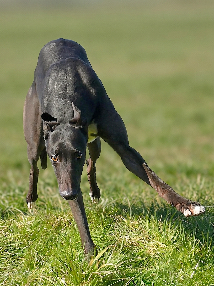 A black dog with brown eyes running through a grassy field.