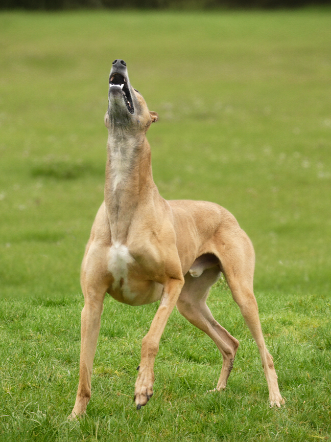 A humorous photo of a dog with an elongated neck and open mouth standing on a grassy field.