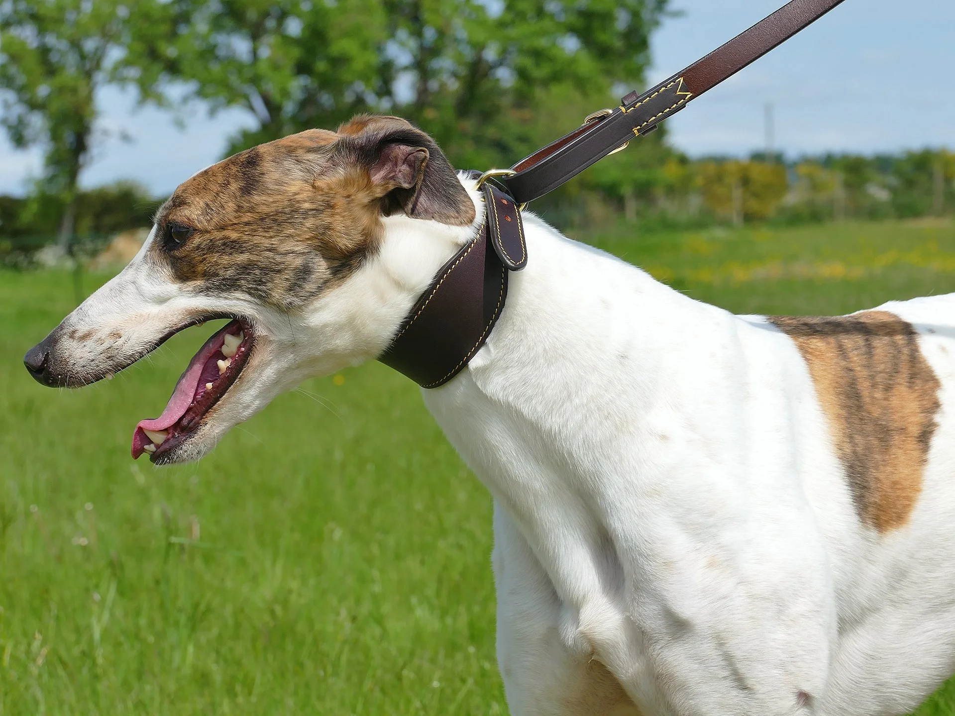 A dog with a white coat and brown markings on its face and body is wearing a brown leather collar and is outside on a grassy field, possibly on a walk.