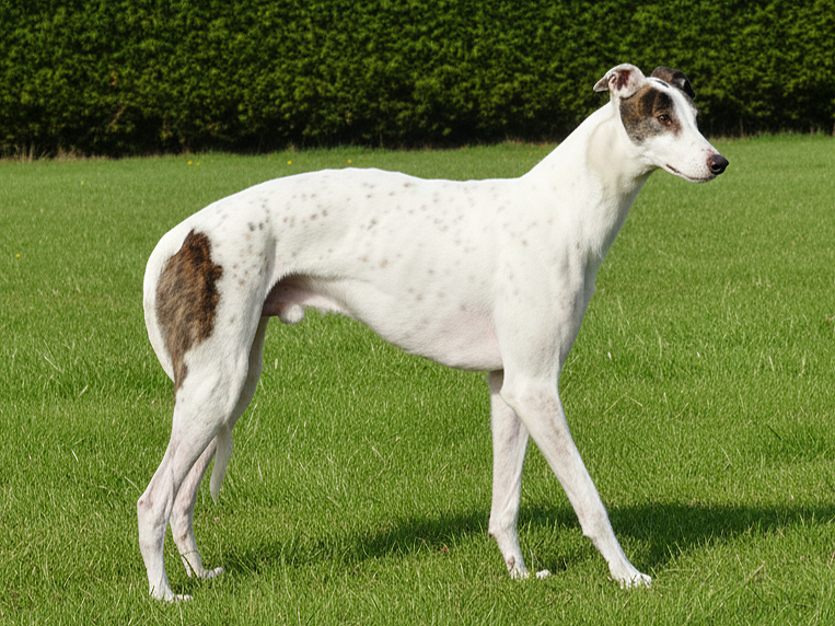 A white and brown greyhound standing on green grass with a hedge background.