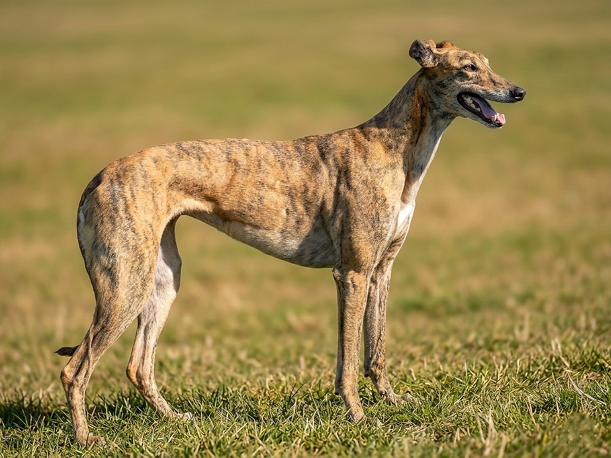 A brindle greyhound dog standing in a grassy field with a blurred background.