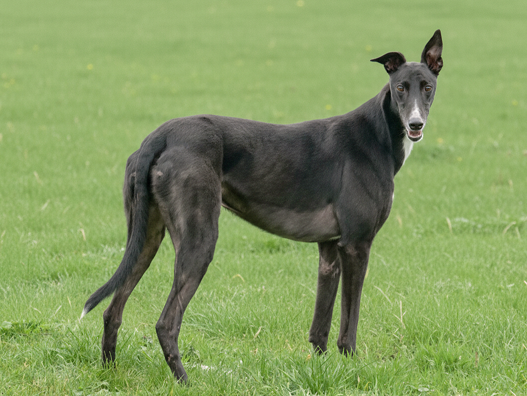 A black Greyhound dog standing on green grass, with one ear up and one ear flopped, looking at the camera.