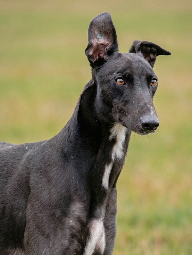 A black and white dog with one ear standing up and one ear flopping, standing outdoors on a grassy field.